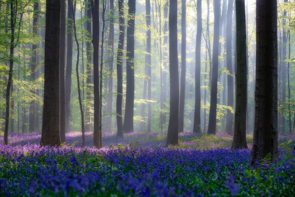 Bluebells