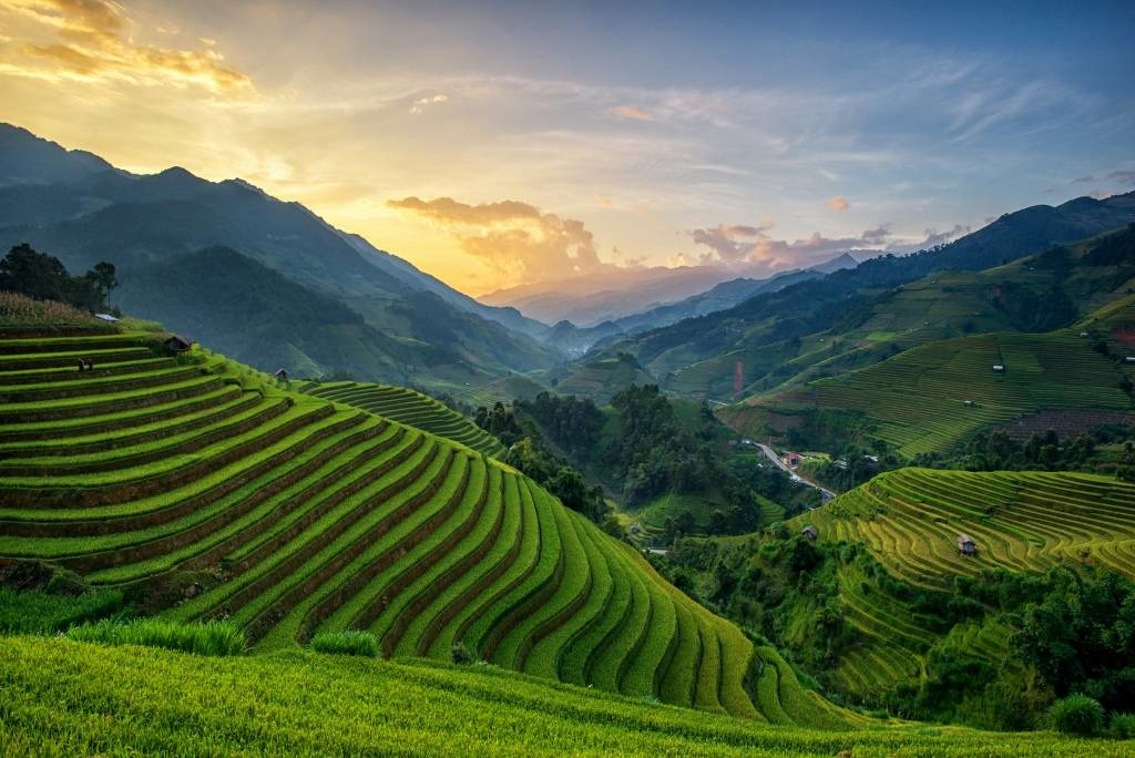 Rice fields on terrace