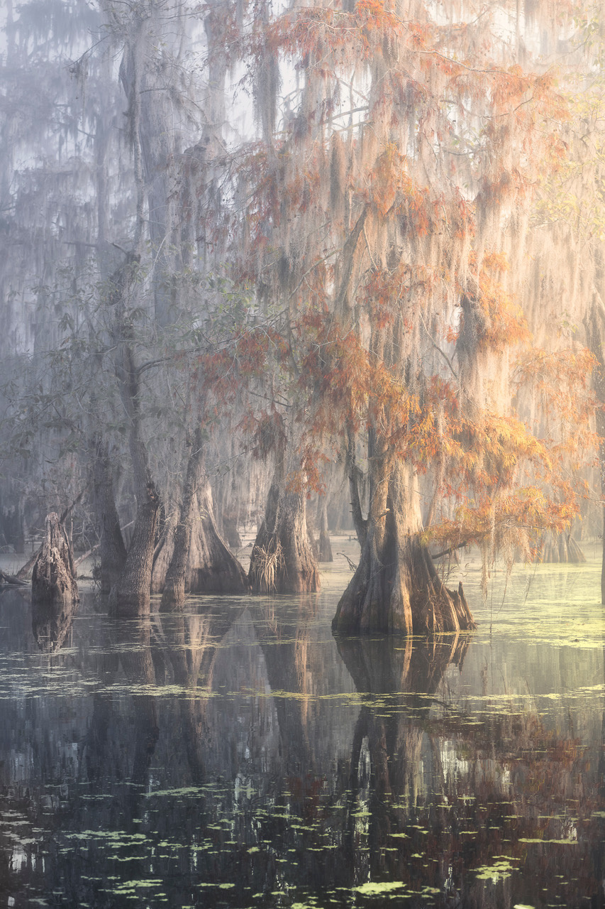 Louisiana Swamp