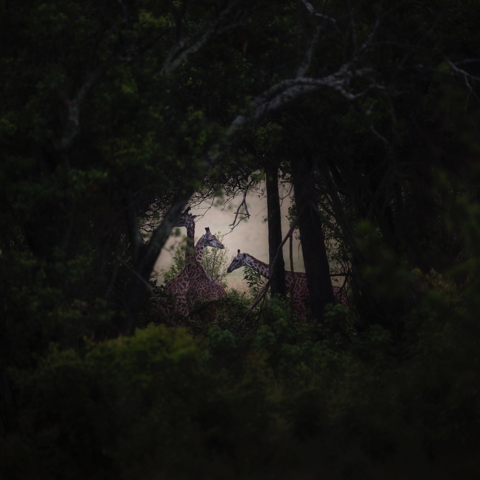 The Doors - Kenya 2017