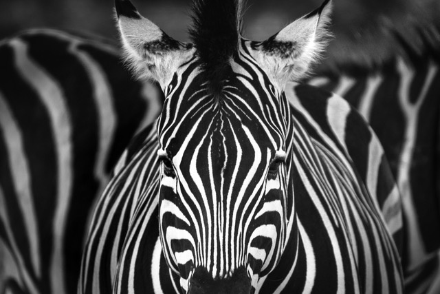 Zebra foal's gaze