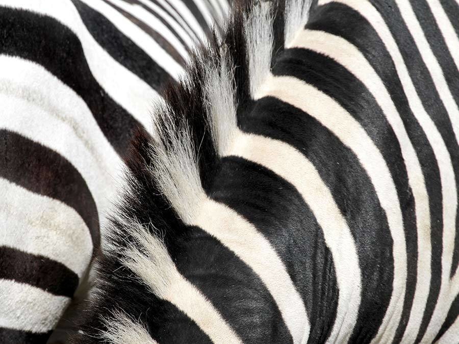 Zebra print