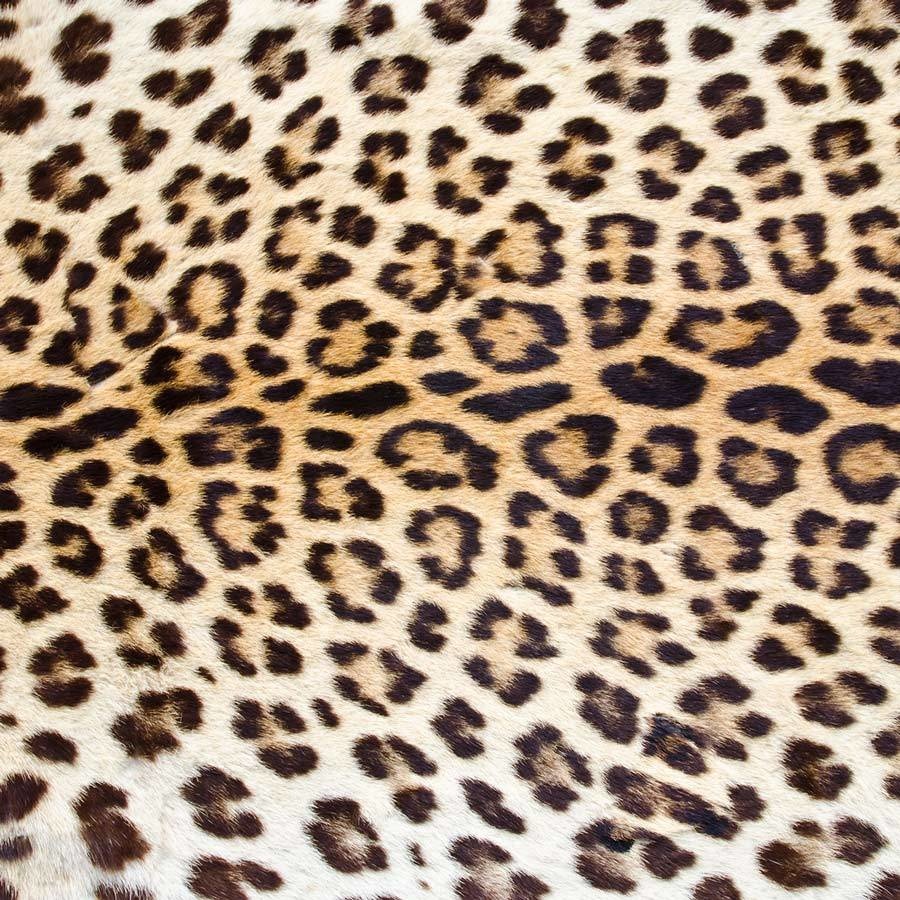 Cheetah Silky Print