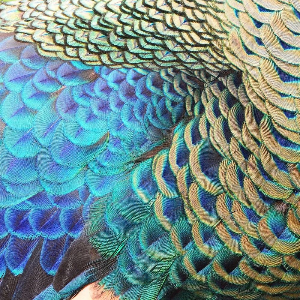 Peacock feathers