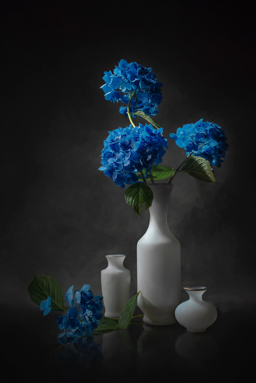 Blue Hydrangea