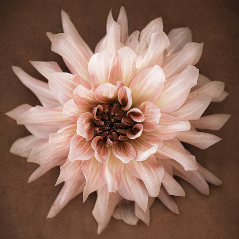 Dahlia – Dusty Pink