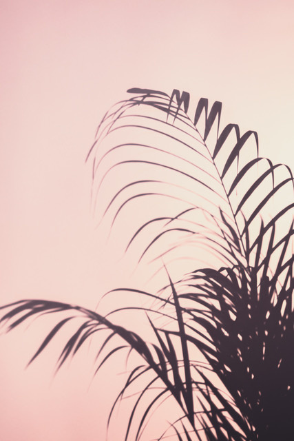 Palm Leaves 1