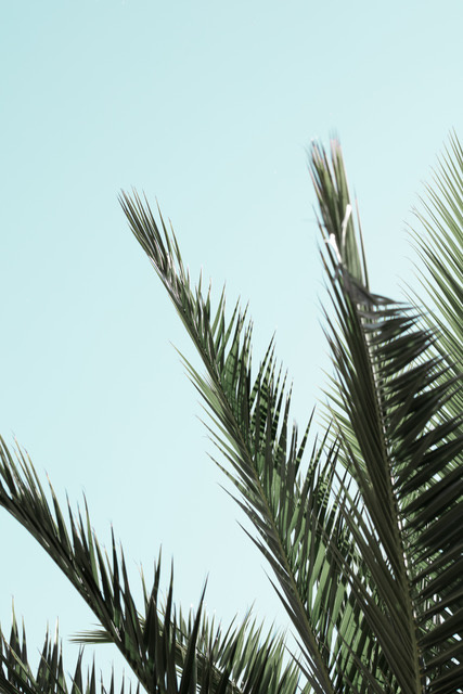 Palm Leaves 2