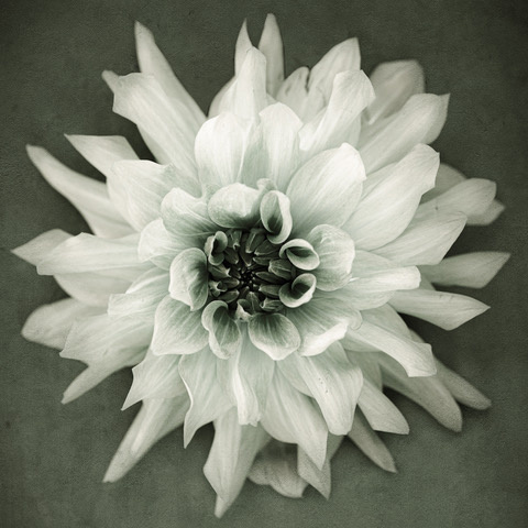 Dahlia – black and white