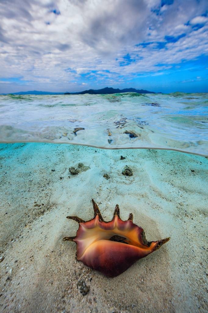 Shell under the lagoon!