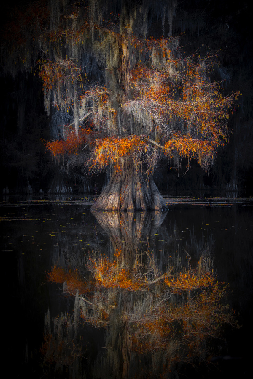 Cypress Reflection