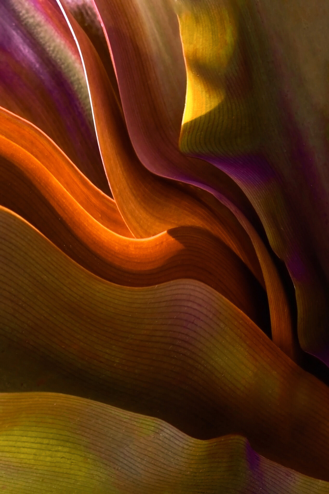 Ribbons of leaves in Maui