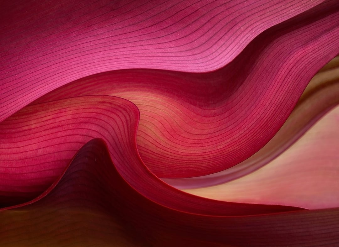 The lines in leaves2