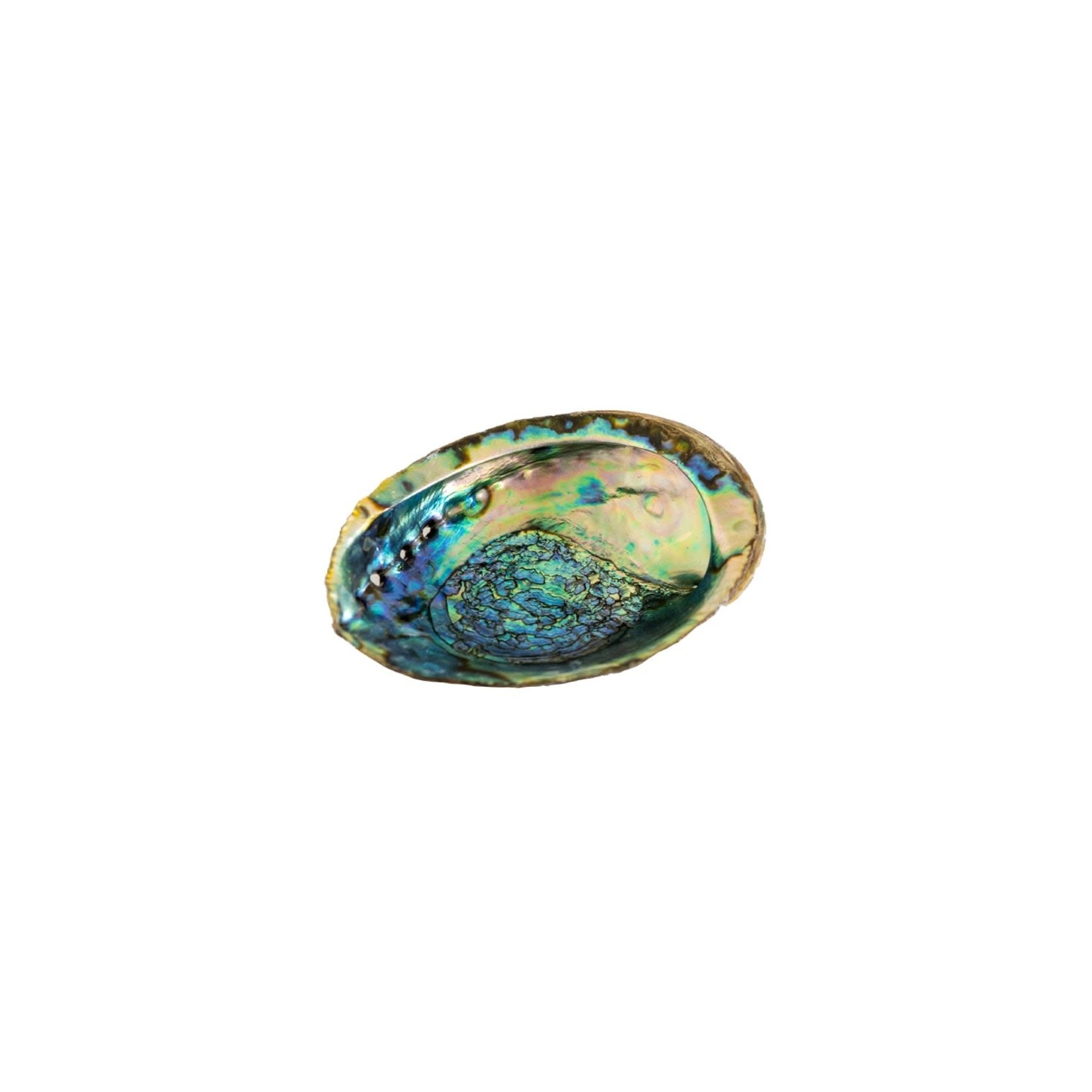 Yoga Junkie Abalone Shell Large