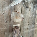 Schelpen hanger met hout