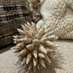 Deco Bal Schelpen M