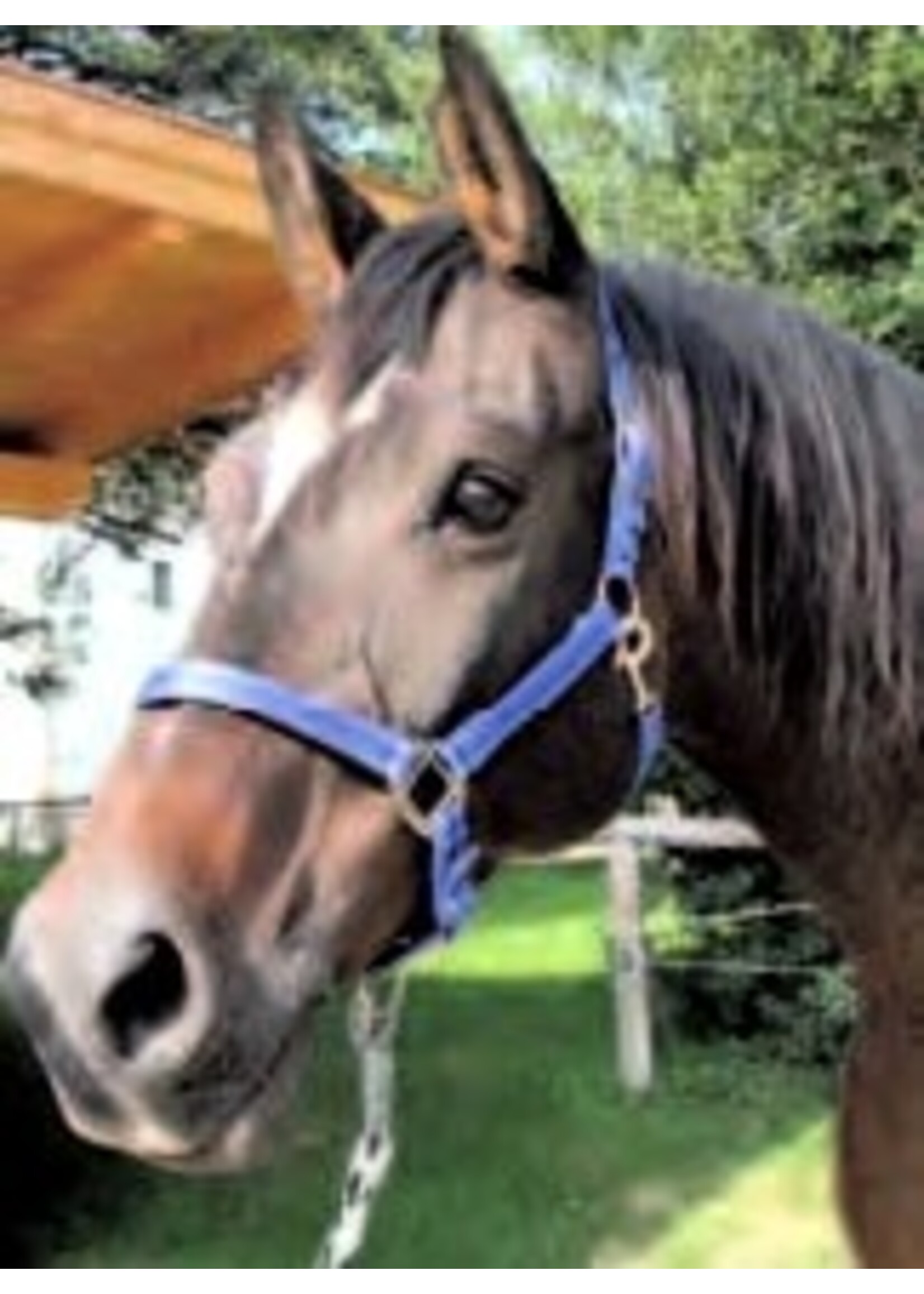 Mustang halster 2x verstelbaar blauw/zwart