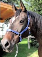 Mustang halster 2x verstelbaar blauw/zwart