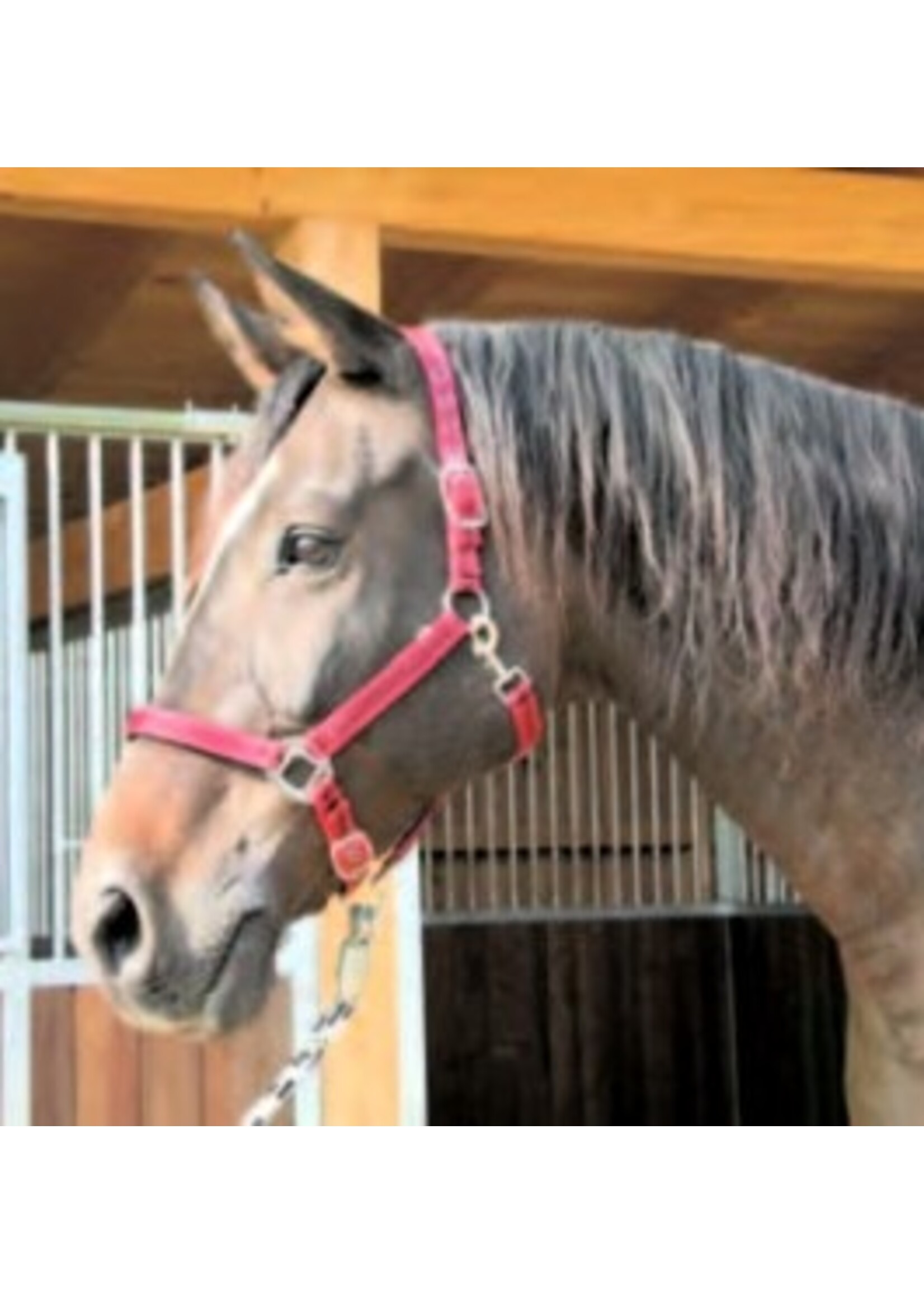 Mustang halster 2x verstelbaar rood/zwart