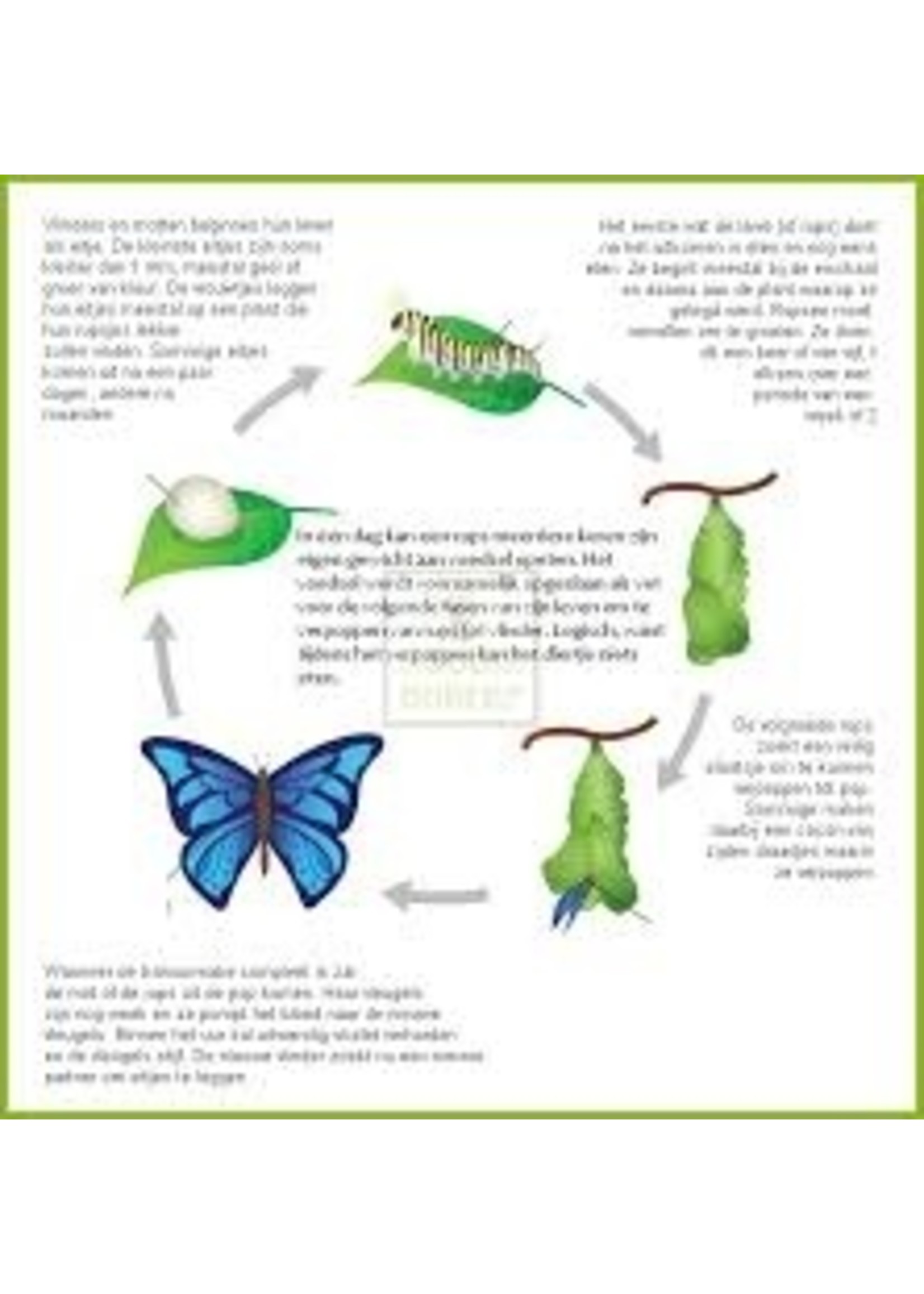 BSI Handy Feromoon-val