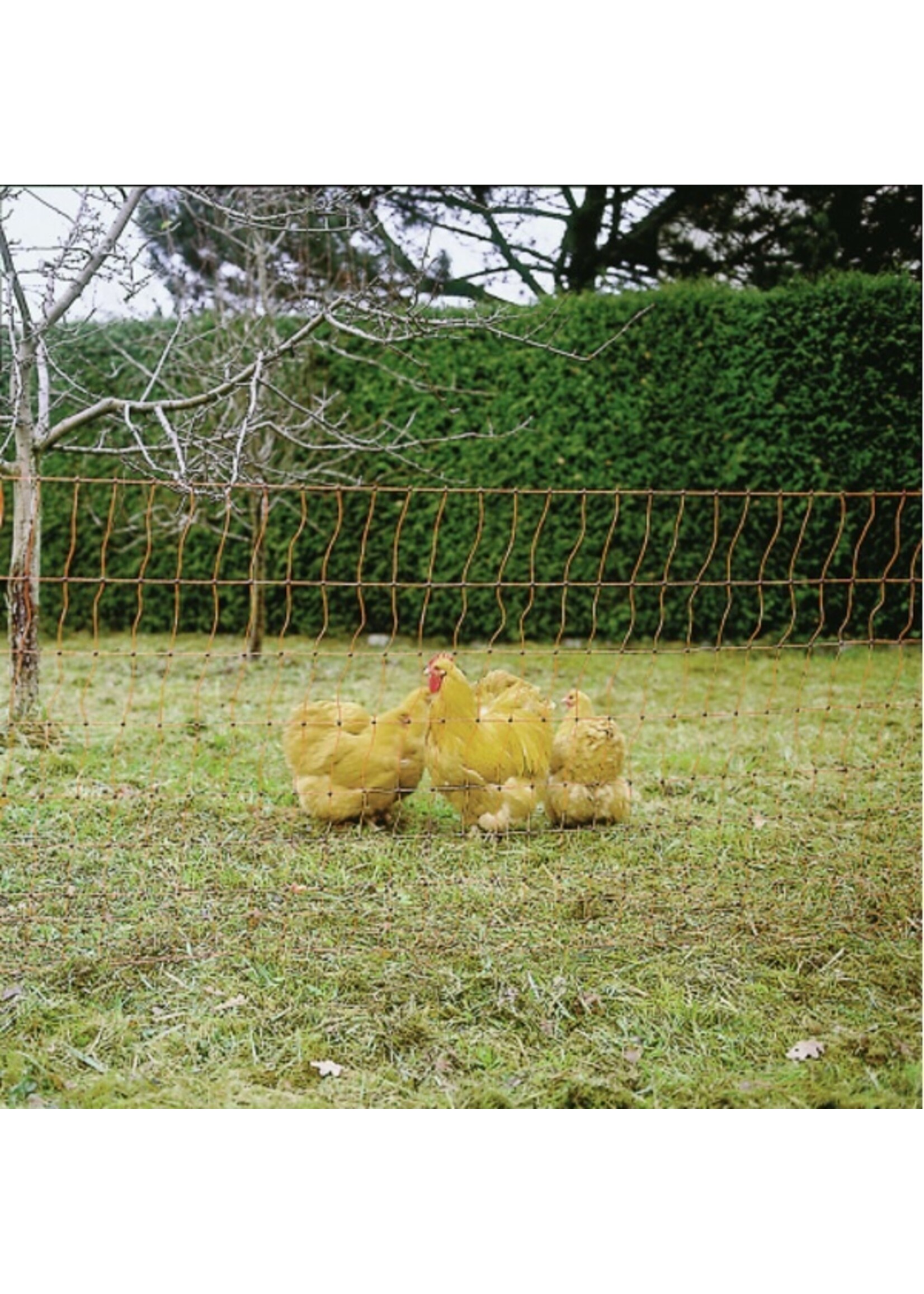 AKO Afrastering AKO Kippennet 112cm-50m. dubbele pen -ORANJE-