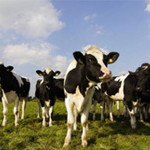 Veehouderij