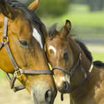 Paard