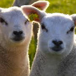 Schaap