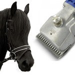 Paard