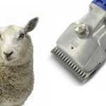 Schaap