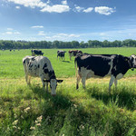 Veehouderij