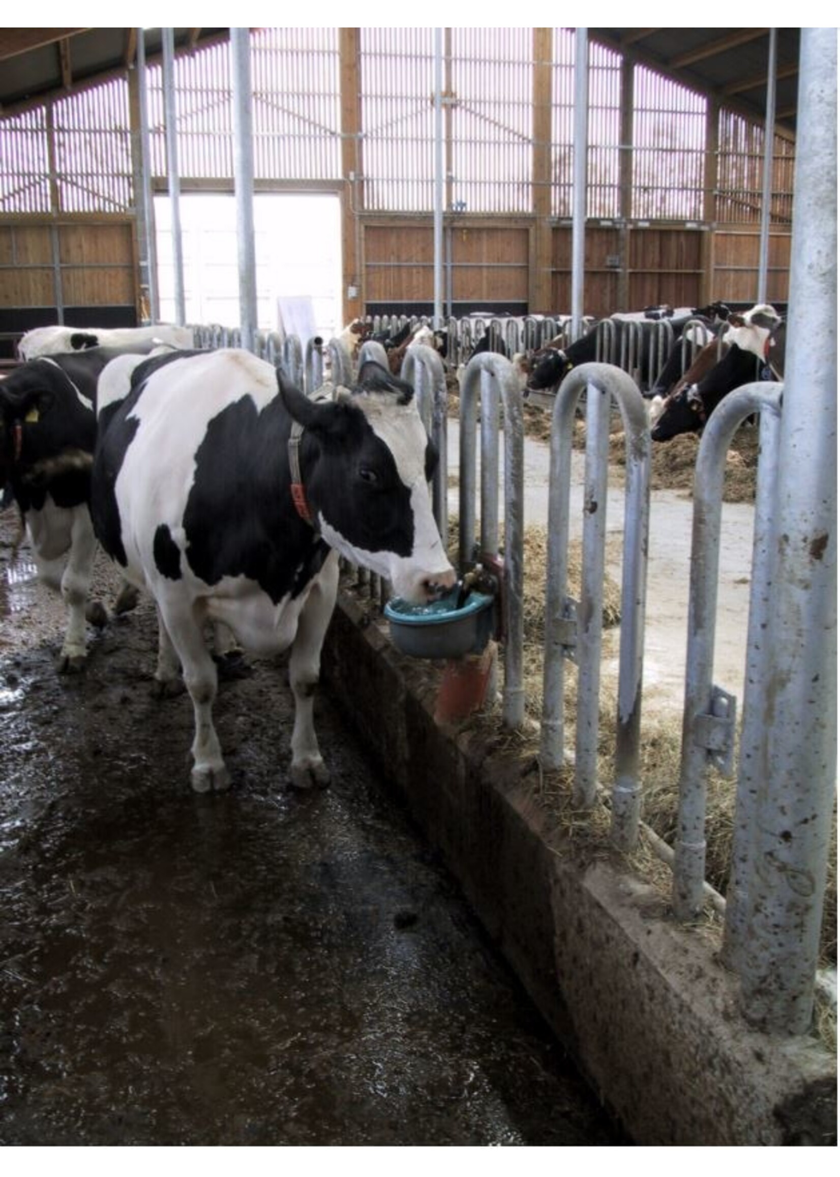 Suevia Verwarmbare Drinkbak Model 46 met messing-ventiel 3/4"