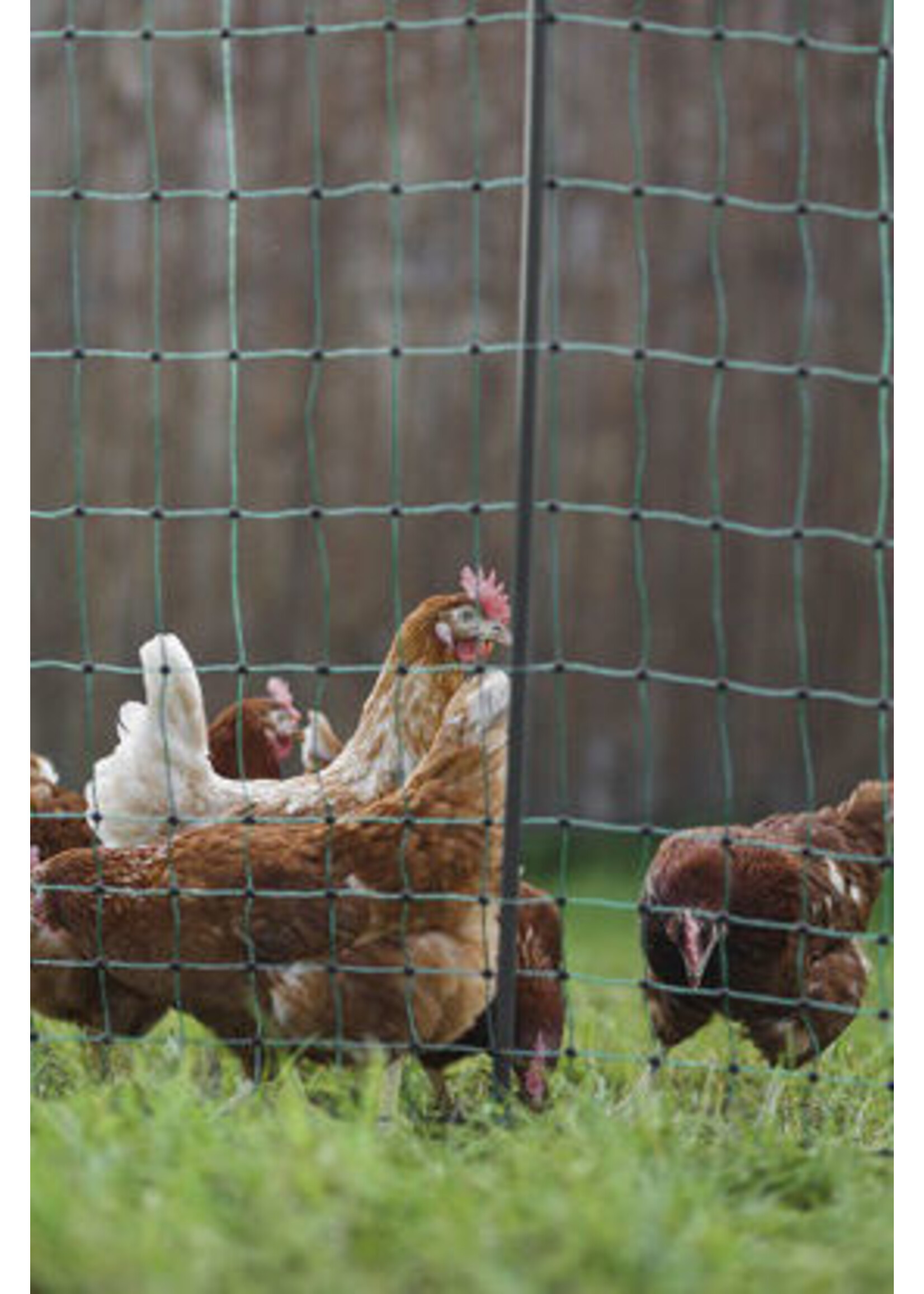 AKO Afrastering AKO PoultryNet Premium wel elektrificeerbaar 50m