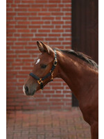 Veulenhalster TopLine, zwart