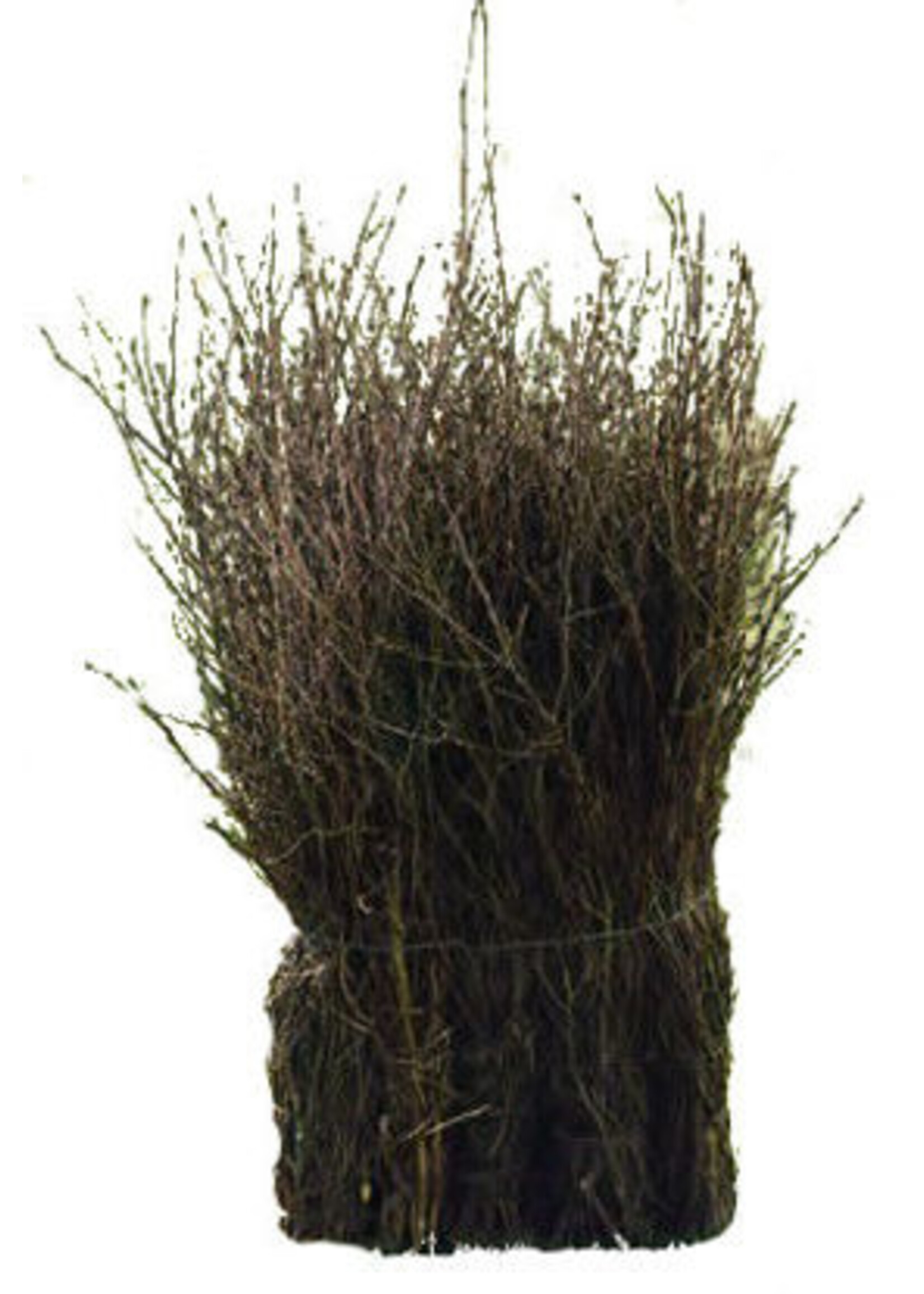 Rijsbezem á 5 stuks