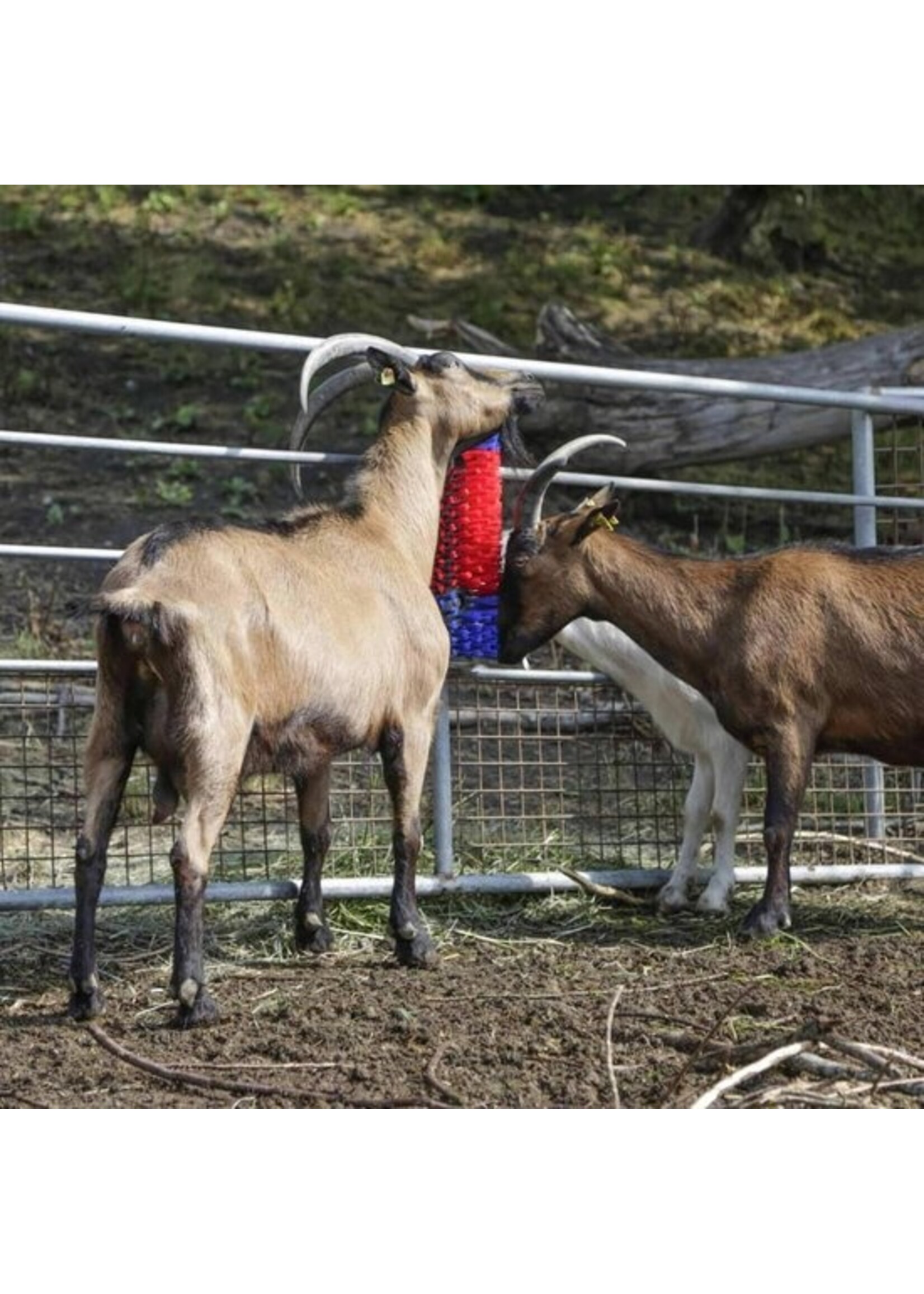 Kerbl KOEBORSTEL HALFROND
