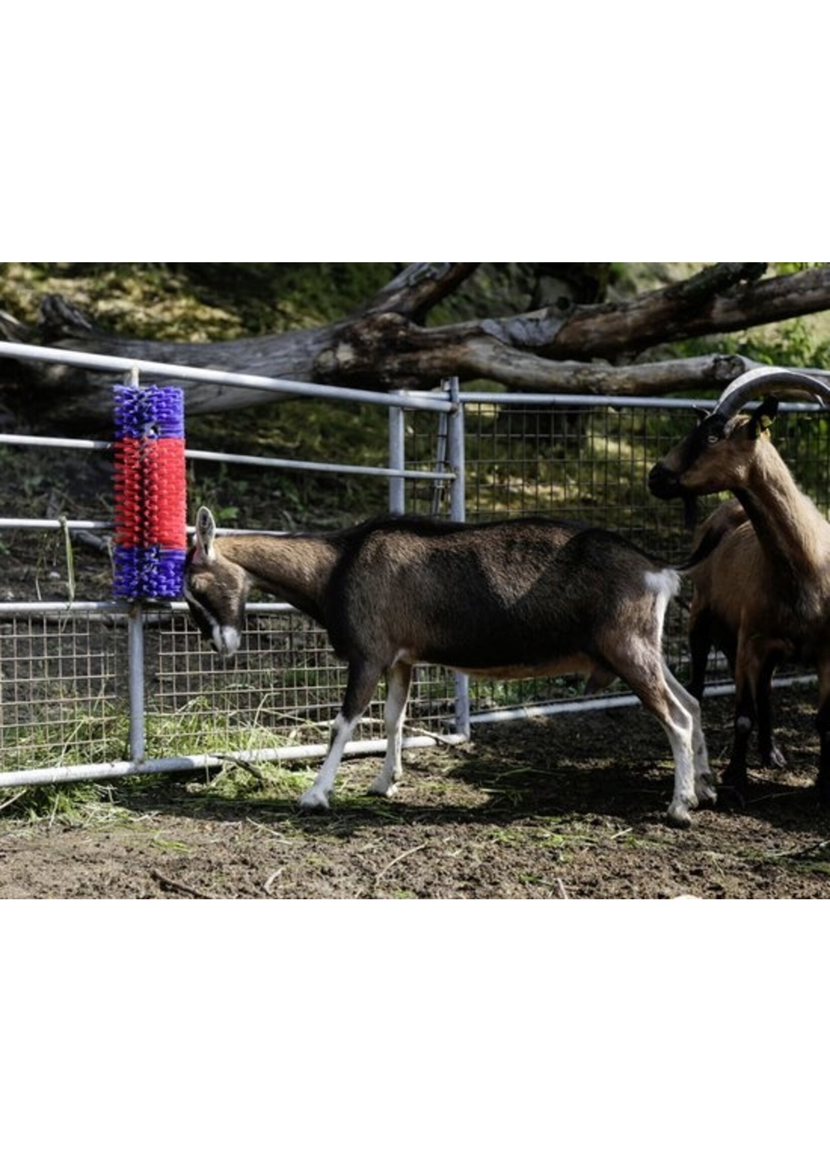 Kerbl KOEBORSTEL HALFROND