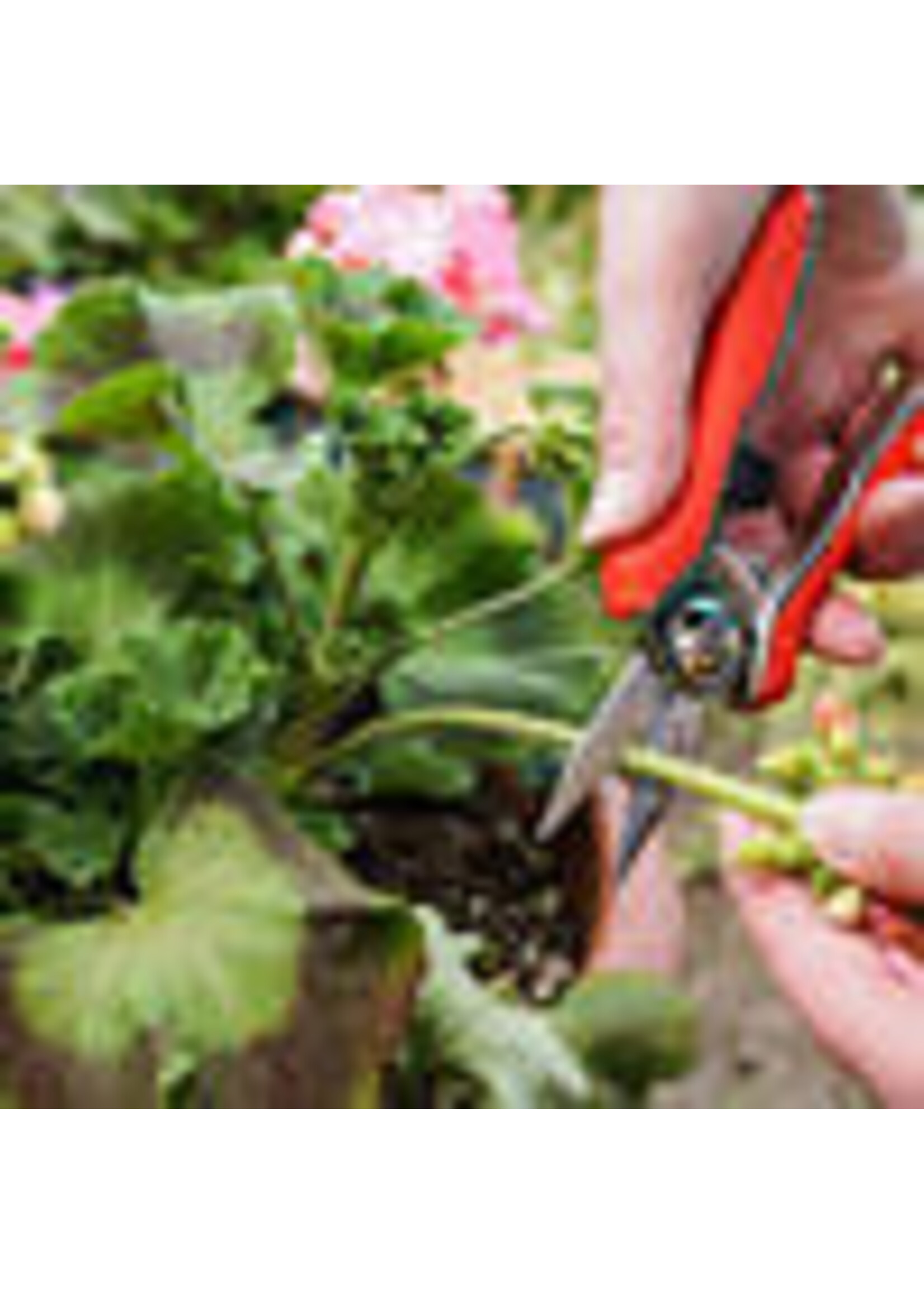 Connex Trimmer-/ oogstschaar mini