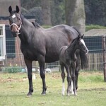 Lente Kriebels Aanbiedingen