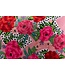 Sierkussen 35x50 cm roze met geborduurde bloemen