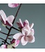 Felt twig - Magnolia - length 50 cm