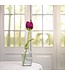 Vilten tulp lengte 38 cm - multicolour assortiment