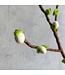 Felt branch with white blossom - 50 cm