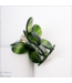 Bella Clip Green