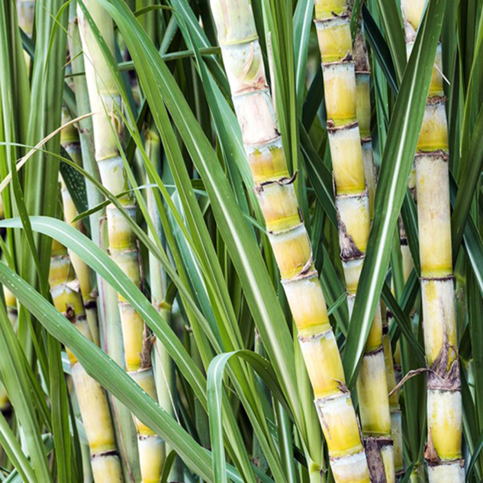 Tepe  TePe GOOD Zahnbürste Regular – Soft