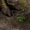 Elite Creature Collectibles The Lost World: Jurassic Park Maquette 1/12 Tyrannosaur Buck 48 cm Elite Creature Collectibles The Lost World: Jurassic Park Maquette 1/12 Tyrannosaur Buck 48 cm