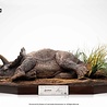 Elite Creature Collectibles Jurassic Park Maquette 1/8 Sick Triceratops 96 cm