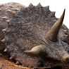 Elite Creature Collectibles Jurassic Park Maquette 1/8 Sick Triceratops 96 cm