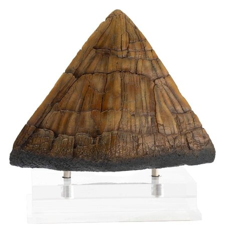 Elite Creature Collectibles Jurassic Park Statue Triceratops Spike Prop 19 cm Elite Creature Collectibles Jurassic Park Statue Triceratops Spike Prop 19 cm