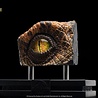 Elite Creature Collectibles The Lost World: Jurassic Park Replica Bust Male Velociraptor Eye Prop 23 cm Elite Creature Collectibles The Lost World: Jurassic Park Replica Bust Male Velociraptor Eye Prop 23 cm